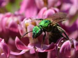 صورة Augochlorella aurata (Smith 1853)