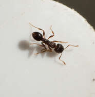 Image of Pavement ant