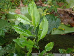 Image of Pothos chinensis (Raf.) Merr.