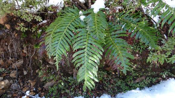 Image of Lomariocycas magellanica (Desv.) Gasper & A. R. Sm.