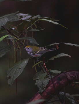 Image of Chestnut-sided Warbler