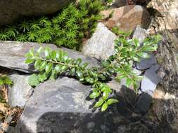 Image de Ilex yunnanensis var. parvifolia (Hayata) S. Y. Hu