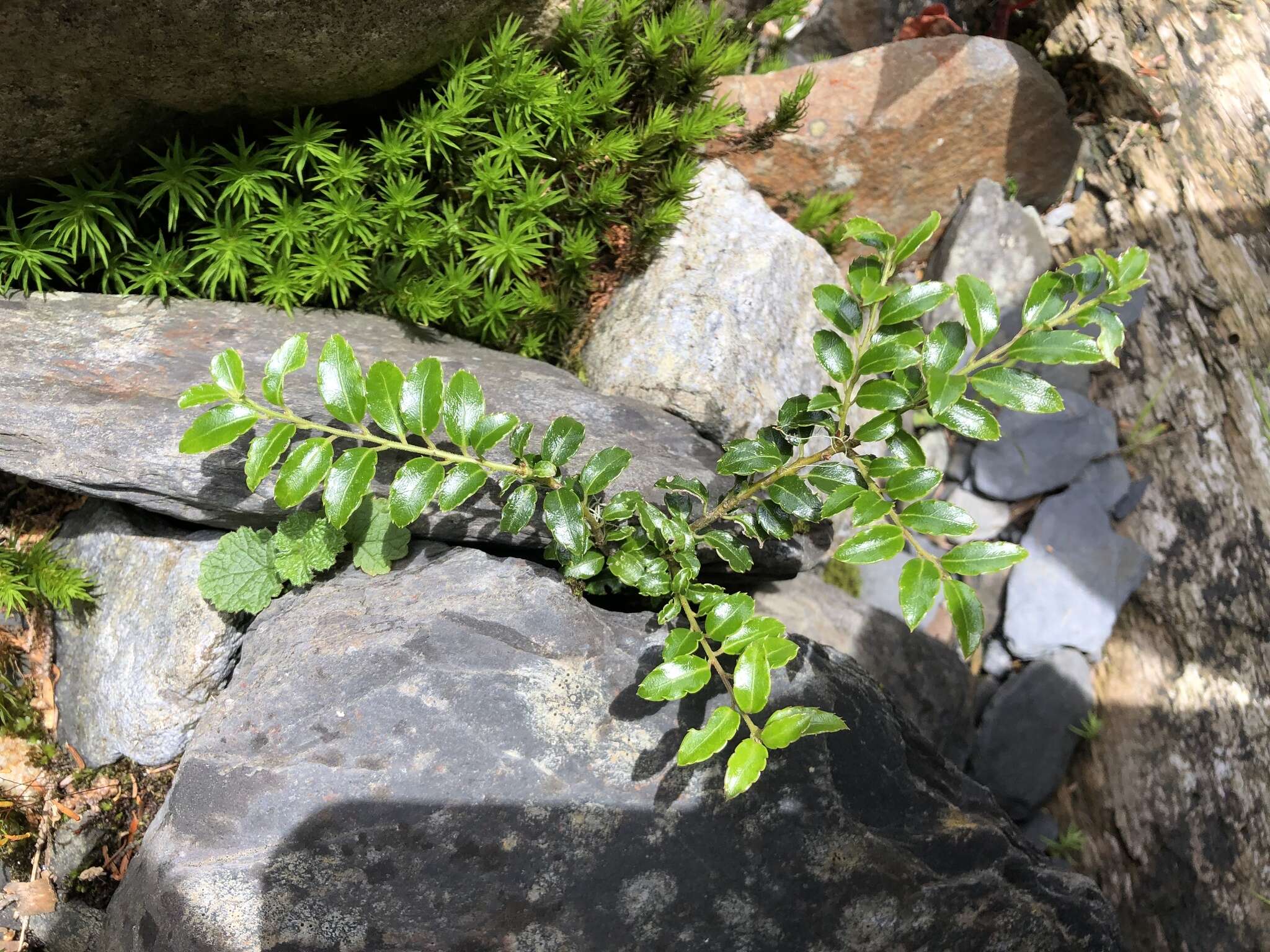 Image of Ilex yunnanensis var. parvifolia (Hayata) S. Y. Hu