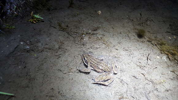 Image of Amur Brown Frog