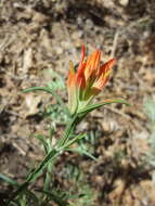 Image of Organ Mountain Indian paintbrush