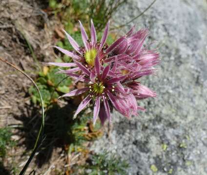 Image of Sempervivum montanum subsp. carpaticum Wettst. ex Hayek