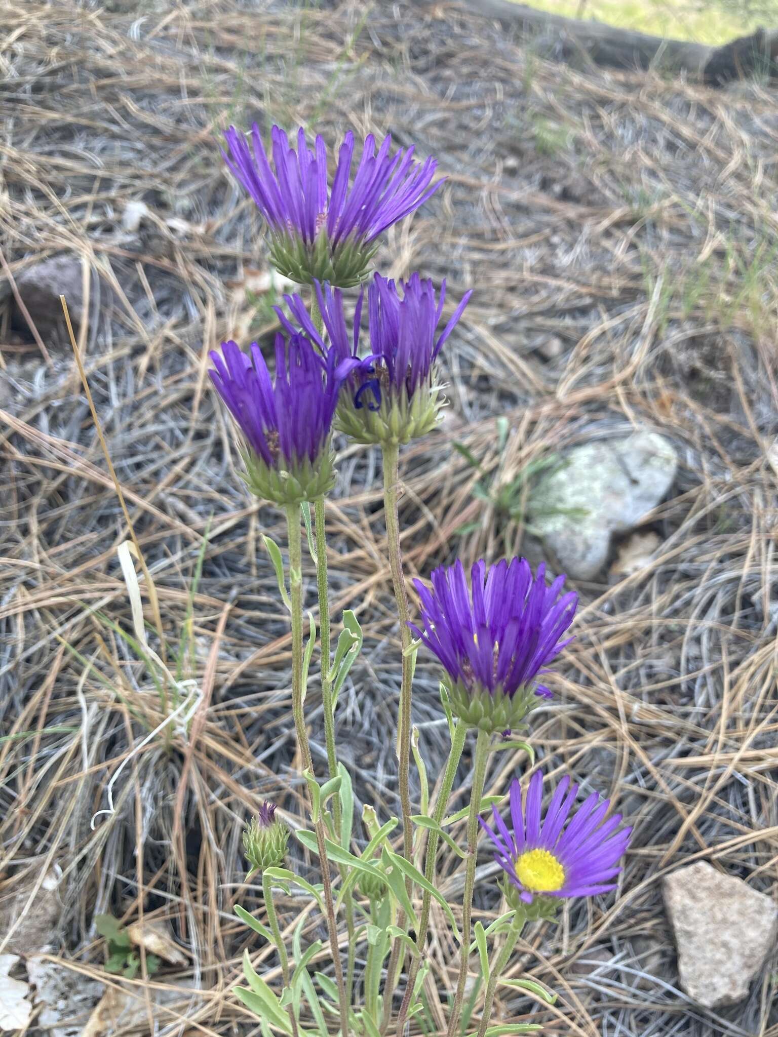 Image of tall Townsend daisy