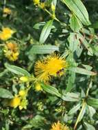 Image of shrubby St. Johnswort