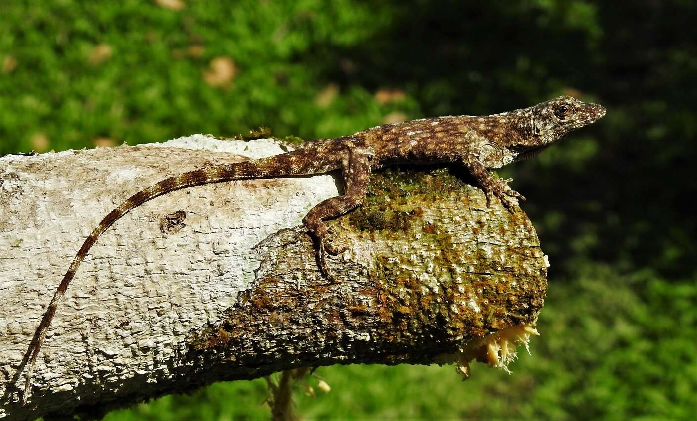 Image of Becker’s Anole