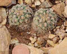 Image of Brady's Hedgehog Cactus