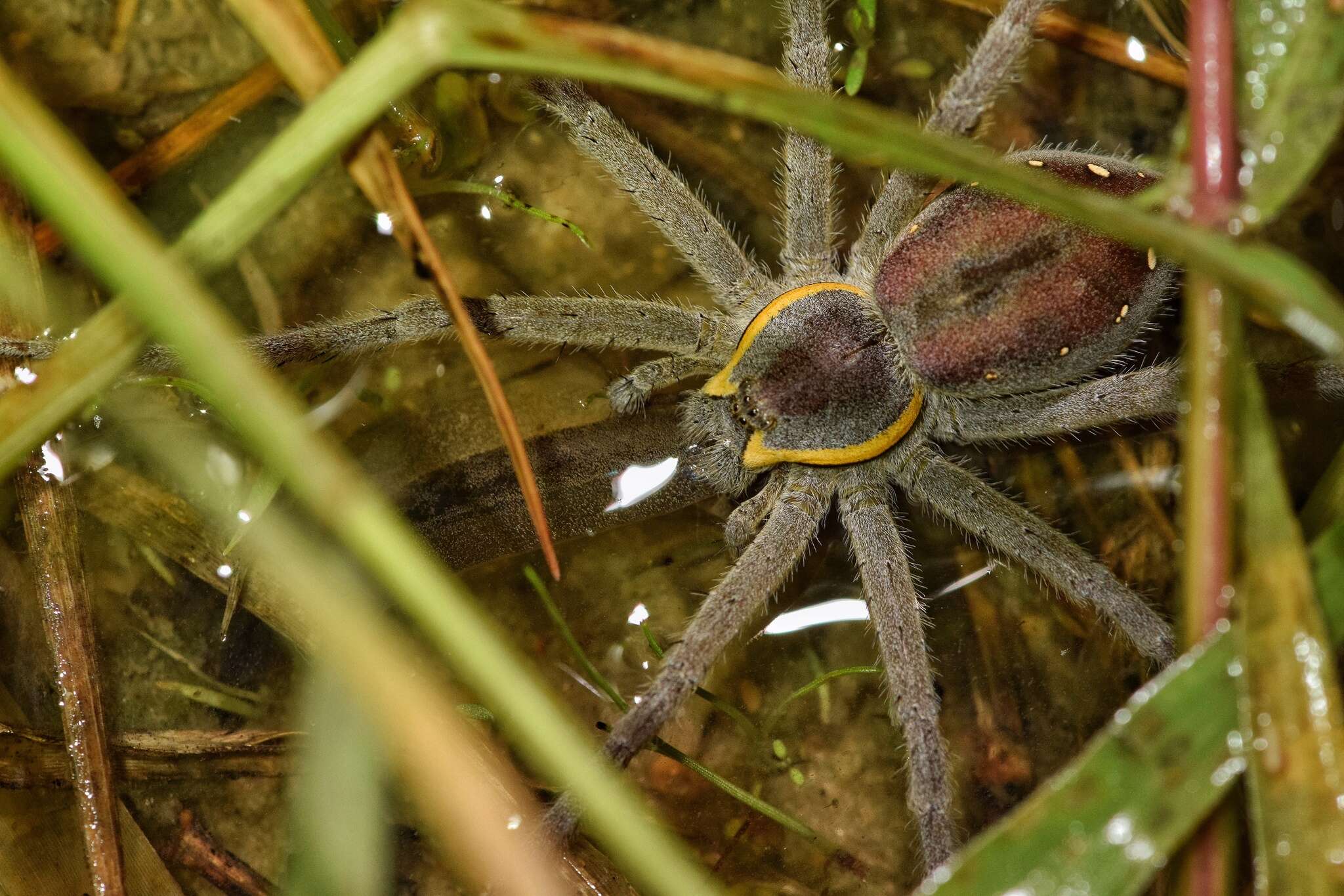 Plancia ëd Nilus margaritatus (Pocock 1898)