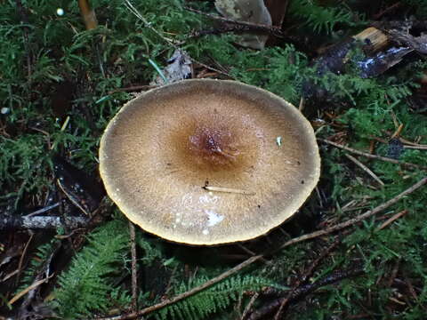 Image of Hygrophoropsis rufa (D. A. Reid) Knudsen 2008