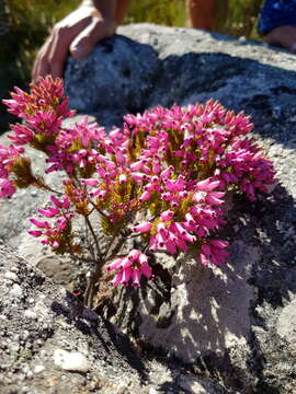 Imagem de Erica doliiformis Salisb.