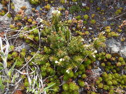 Image of Aleutian Mountain-Heath