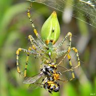Image de <i>Peucetia viridans</i> (Hentz 1832)