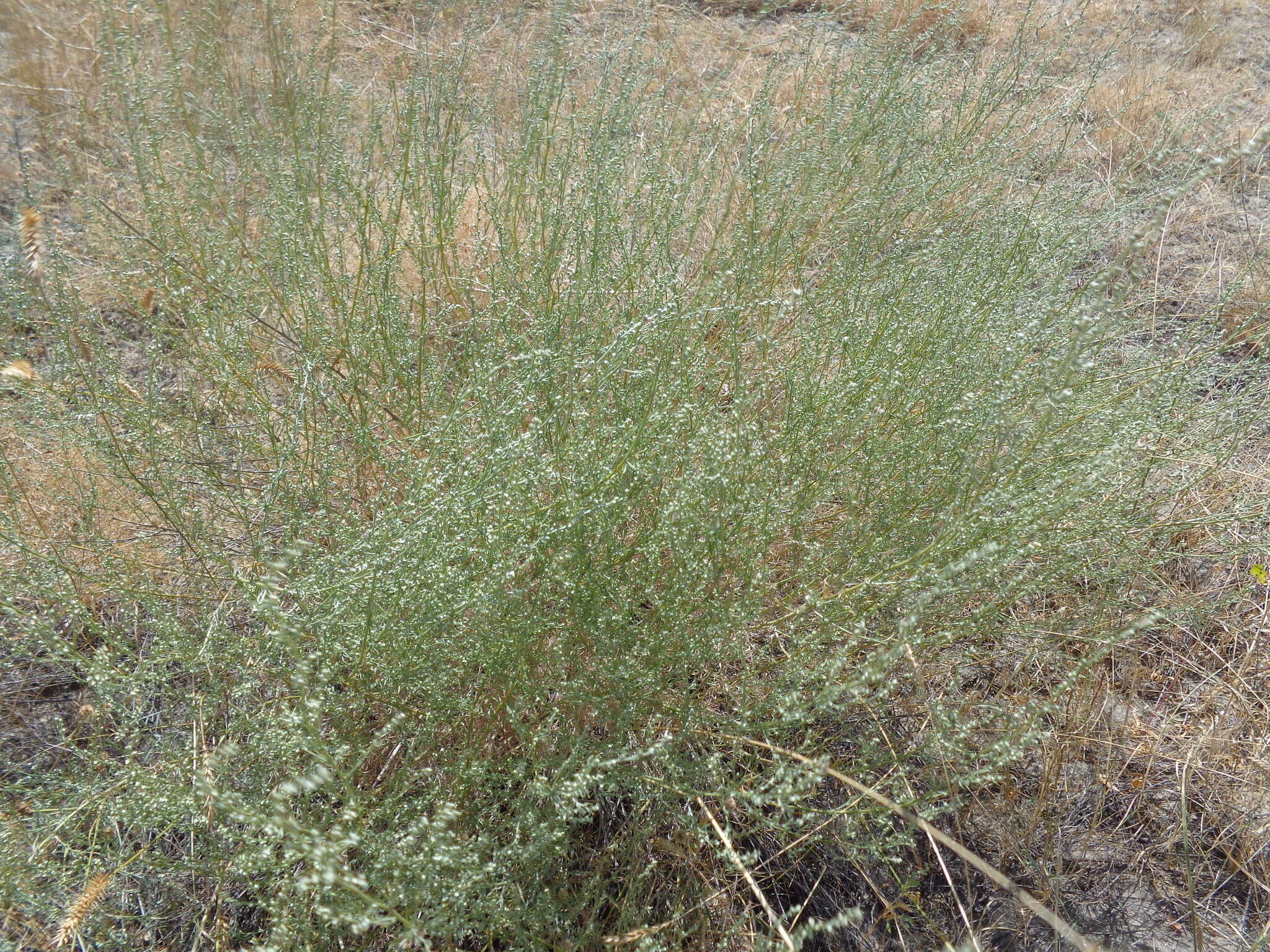 Plancia ëd Artemisia marschalliana Spreng.