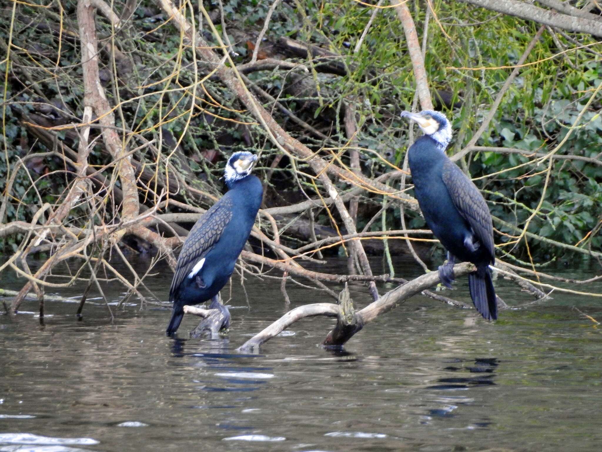 Image of Phalacrocorax carbo sinensis (Staunton 1796)