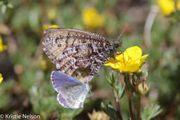 Image of Chryxus Arctic