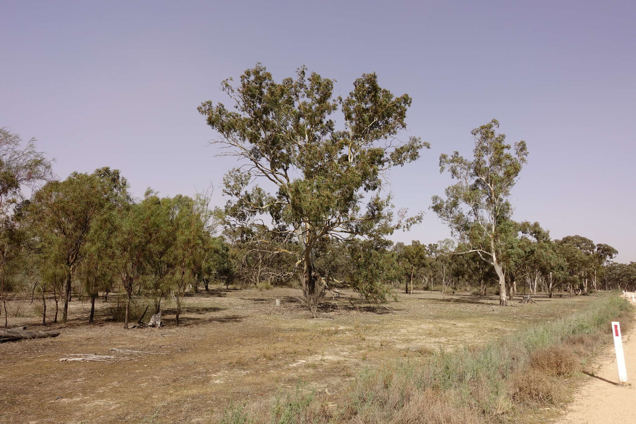 Слика од Eucalyptus camaldulensis subsp. camaldulensis