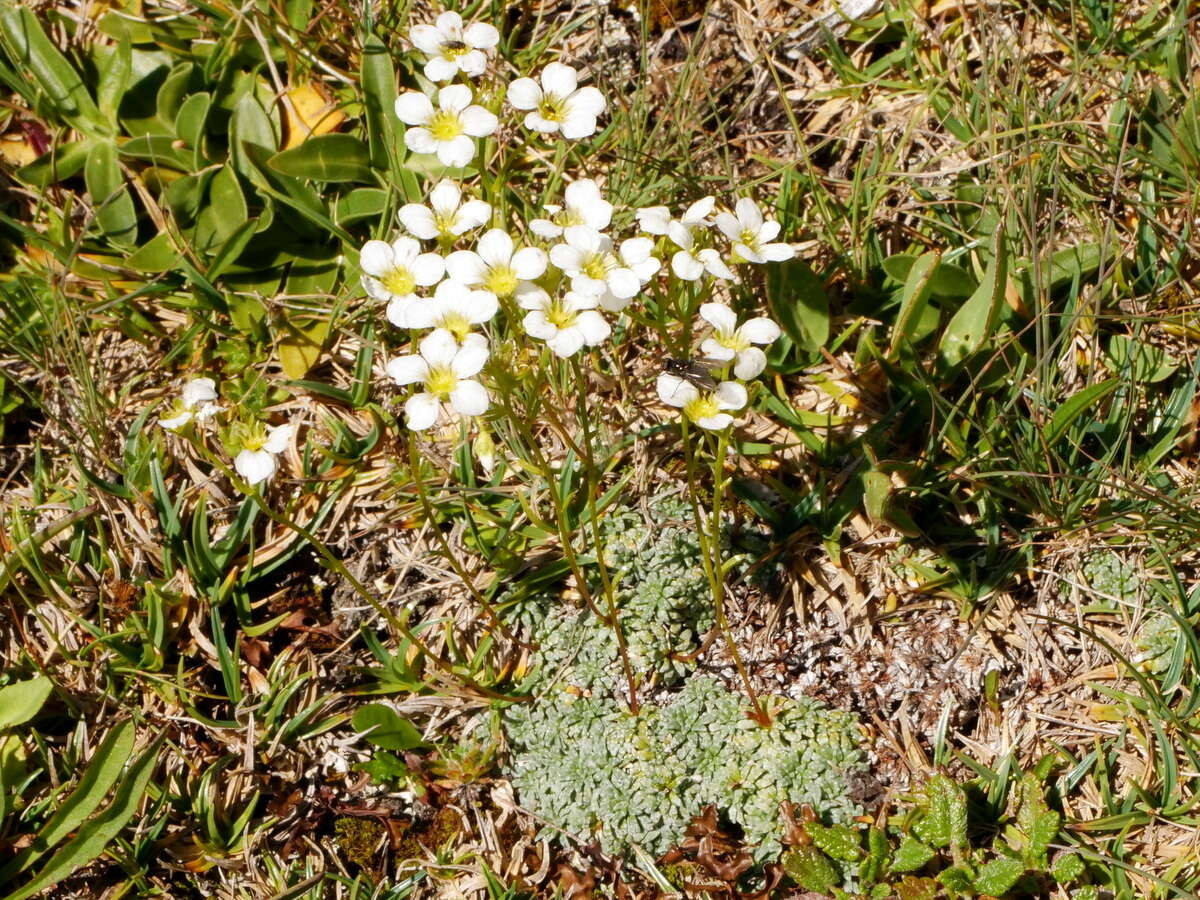 Sivun Saxifraga caesia L. kuva