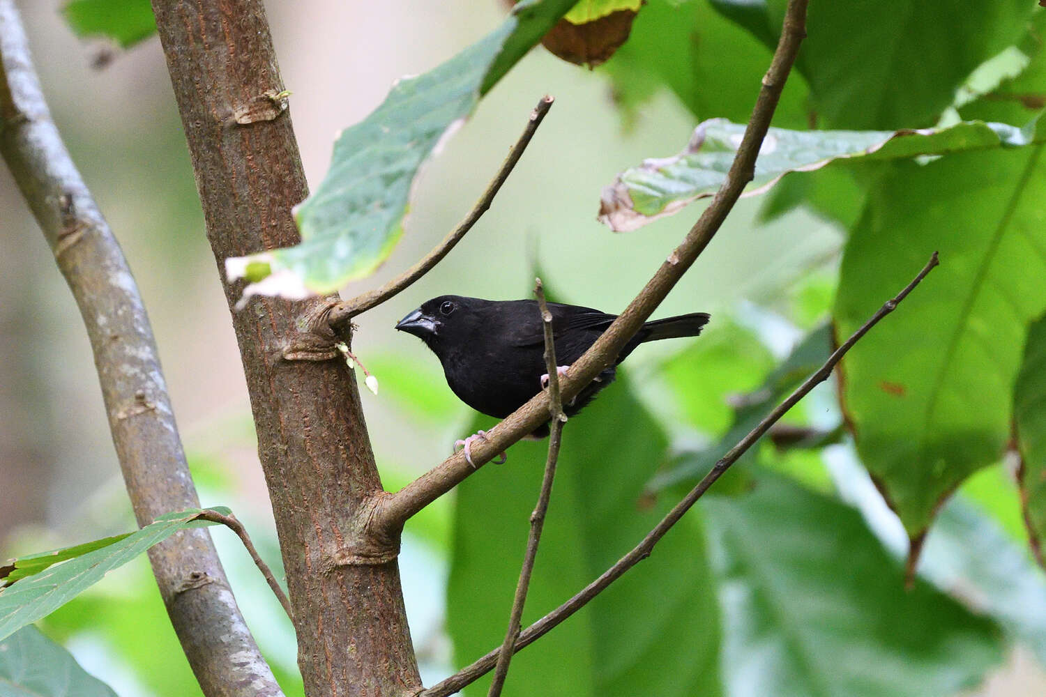 Image of St Lucia Black Finch