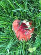 Image of Russula tenuiceps Kauffman 1909