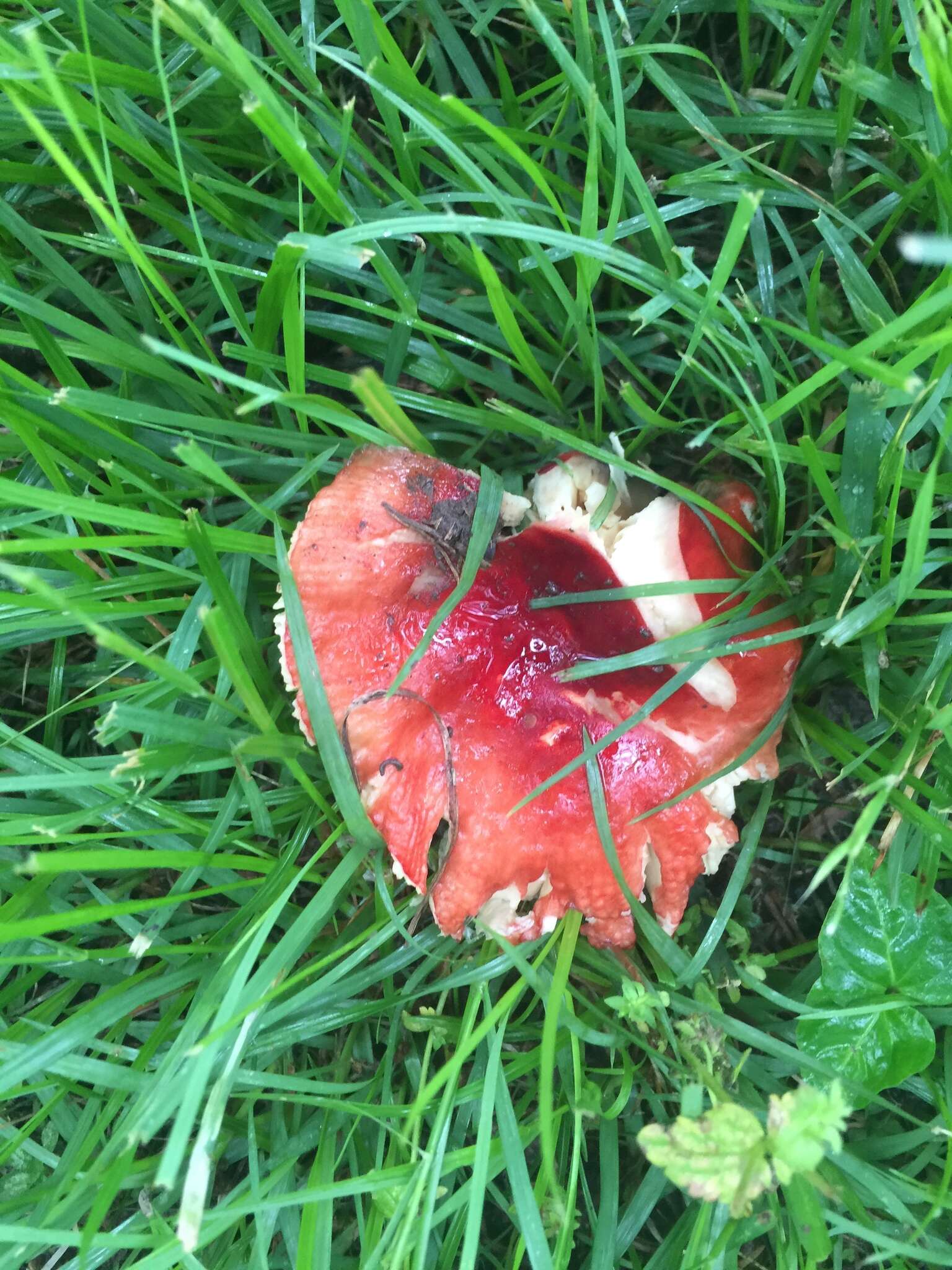 Image of Russula tenuiceps Kauffman 1909