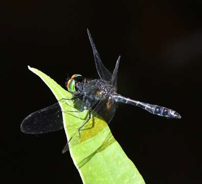 Imagem de Nannophyopsis Lieftinck 1935