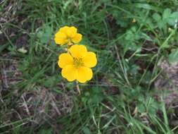 Image of Geum magellanicum Comm. ex Pers.