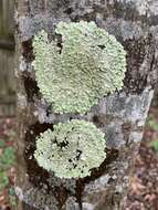 Image of Carolina canoparmelia lichen