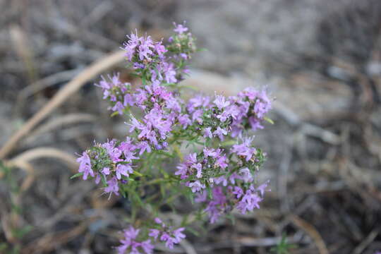 Image de Thymus pallasianus Heinr. Braun