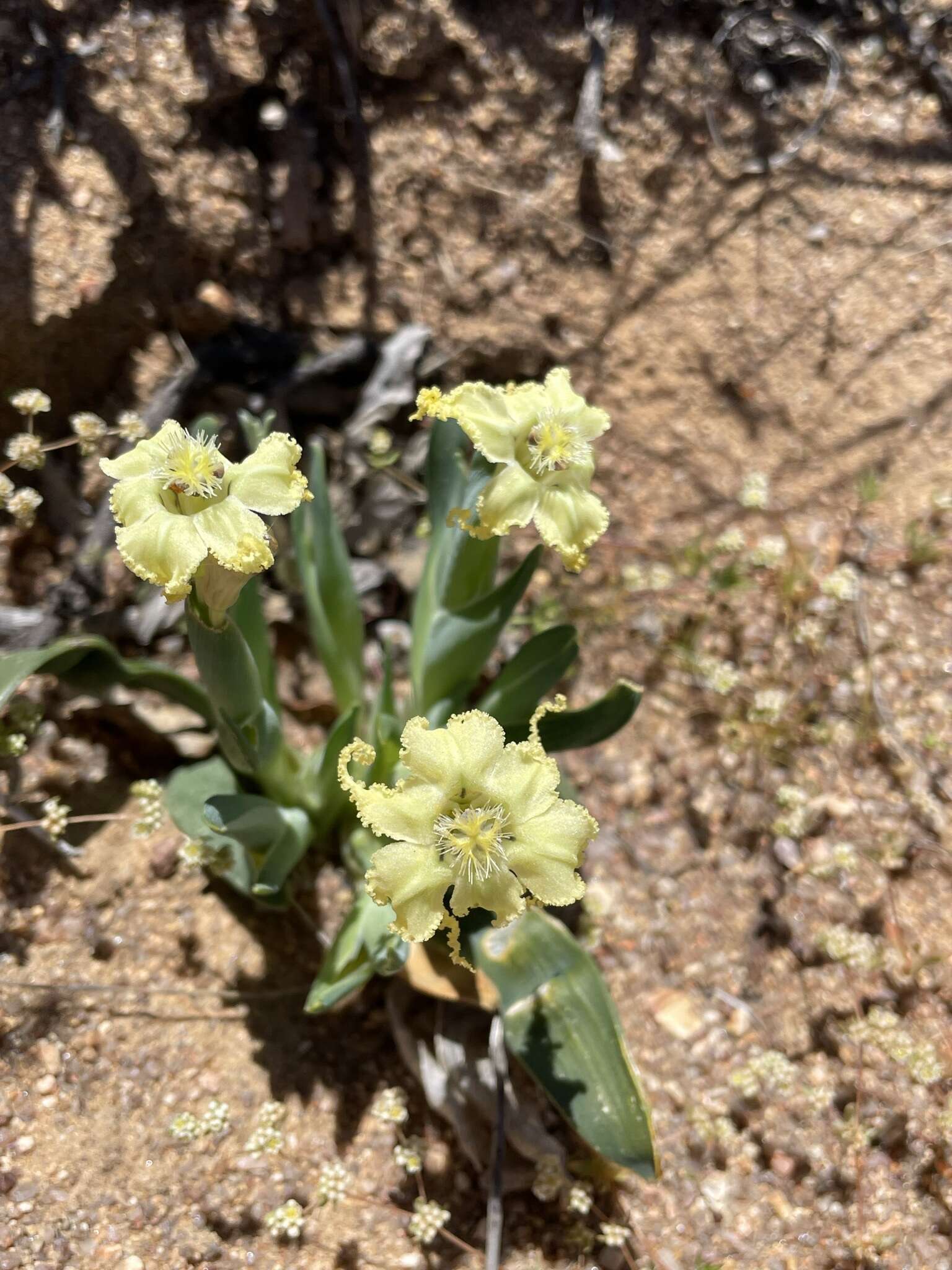 Image of Ferraria macrochlamys (Baker) Goldblatt & J. C. Manning