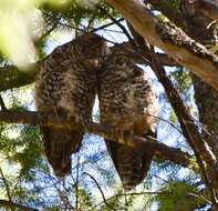 Image of Mexican Spotted Owl