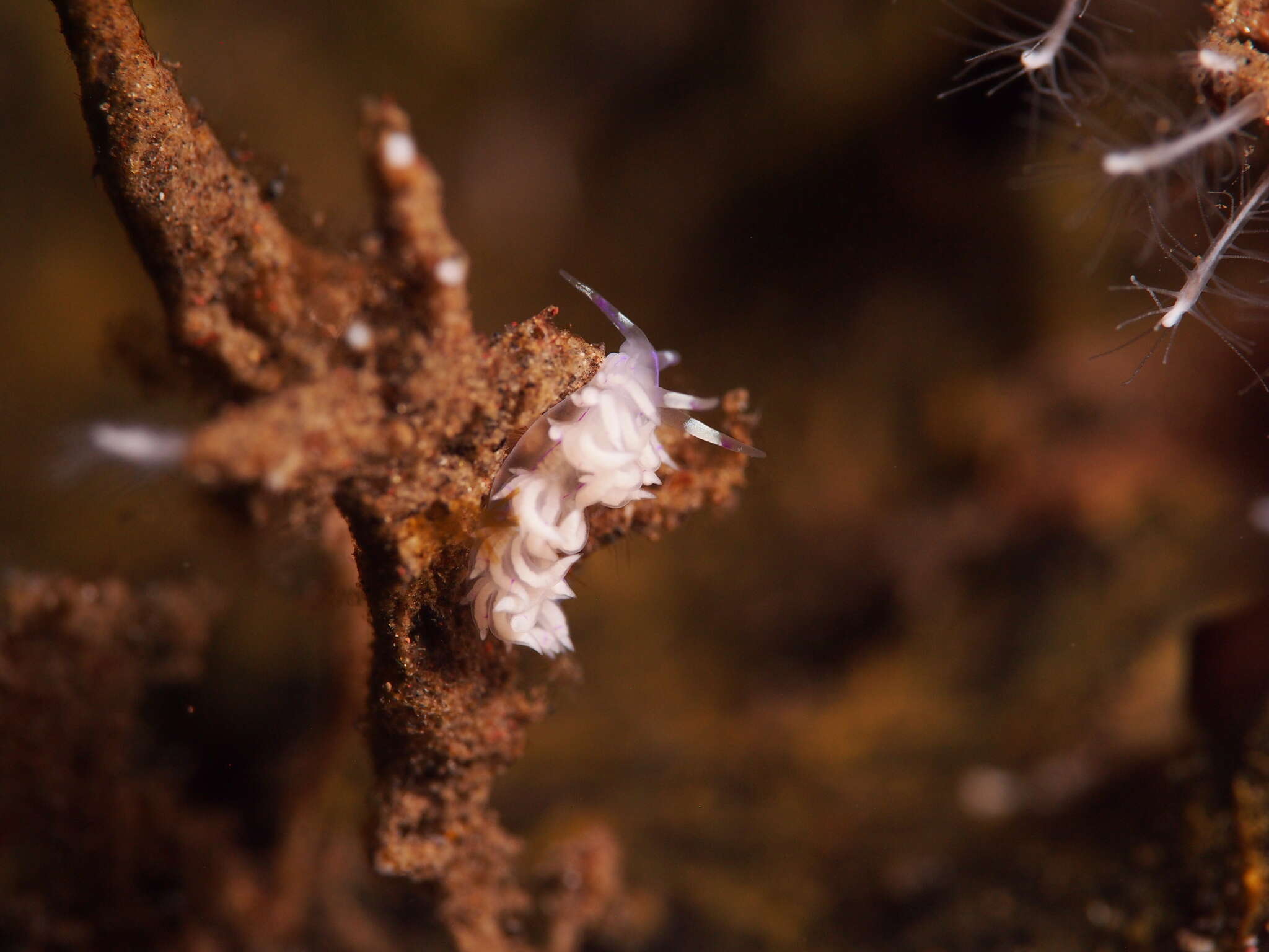 Image de Unidentia sandramillenae Korshunova, Martynov, Bakken, Evertsen, Fletcher, Mudianta, Saito, Lundin, Schrödl & Picton 2017