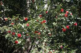 Image of camellia