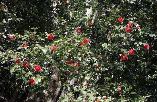 Image of camellia