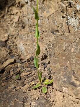 Image of Columbia Gorge rockcress