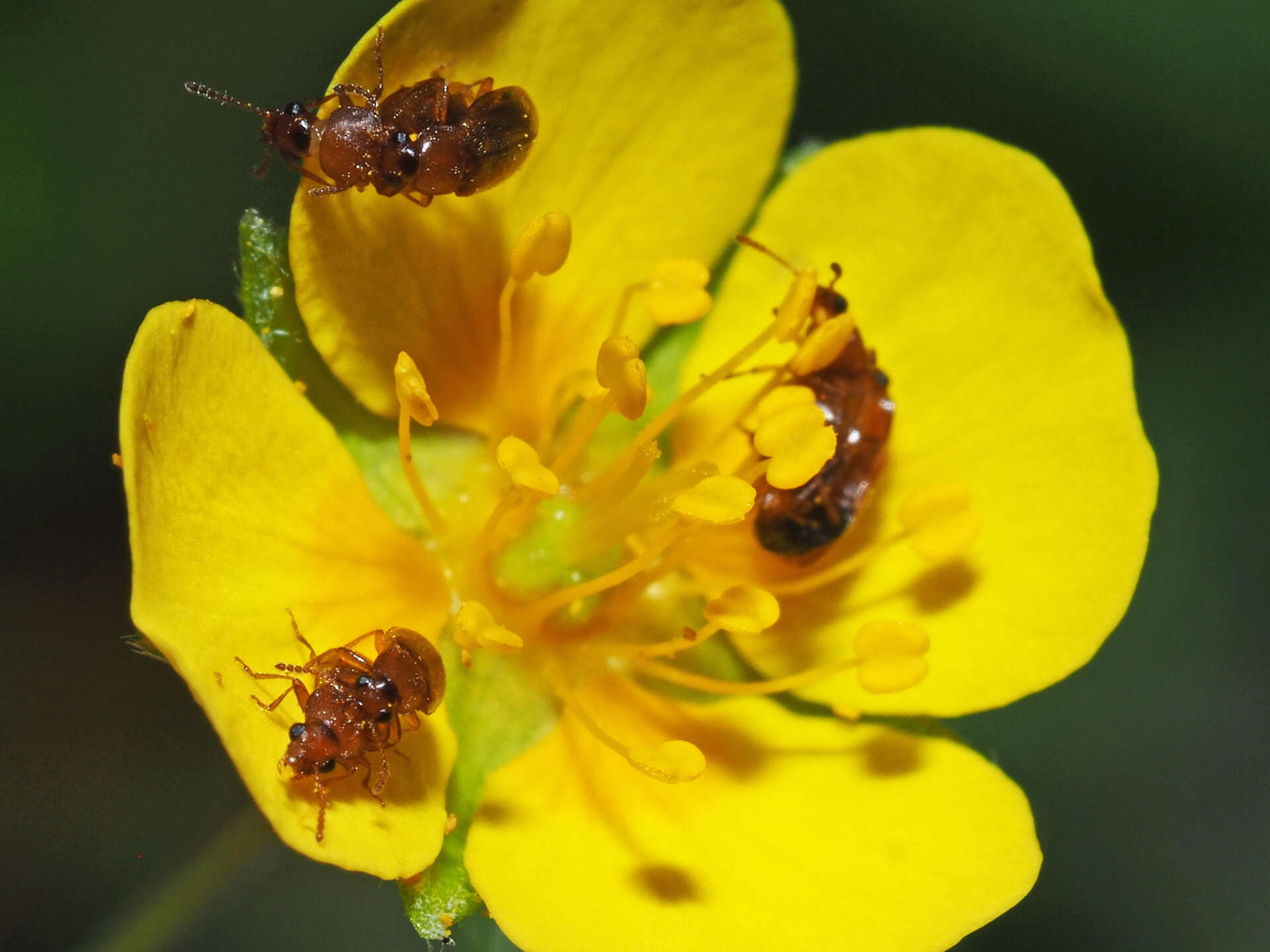 Image de Eusphalerum (Eusphalerum) pallens (Heer 1841)