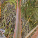 Sivun Aloe macroclada Baker kuva