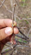 Image de Euphorbia schlechtendalii Boiss.