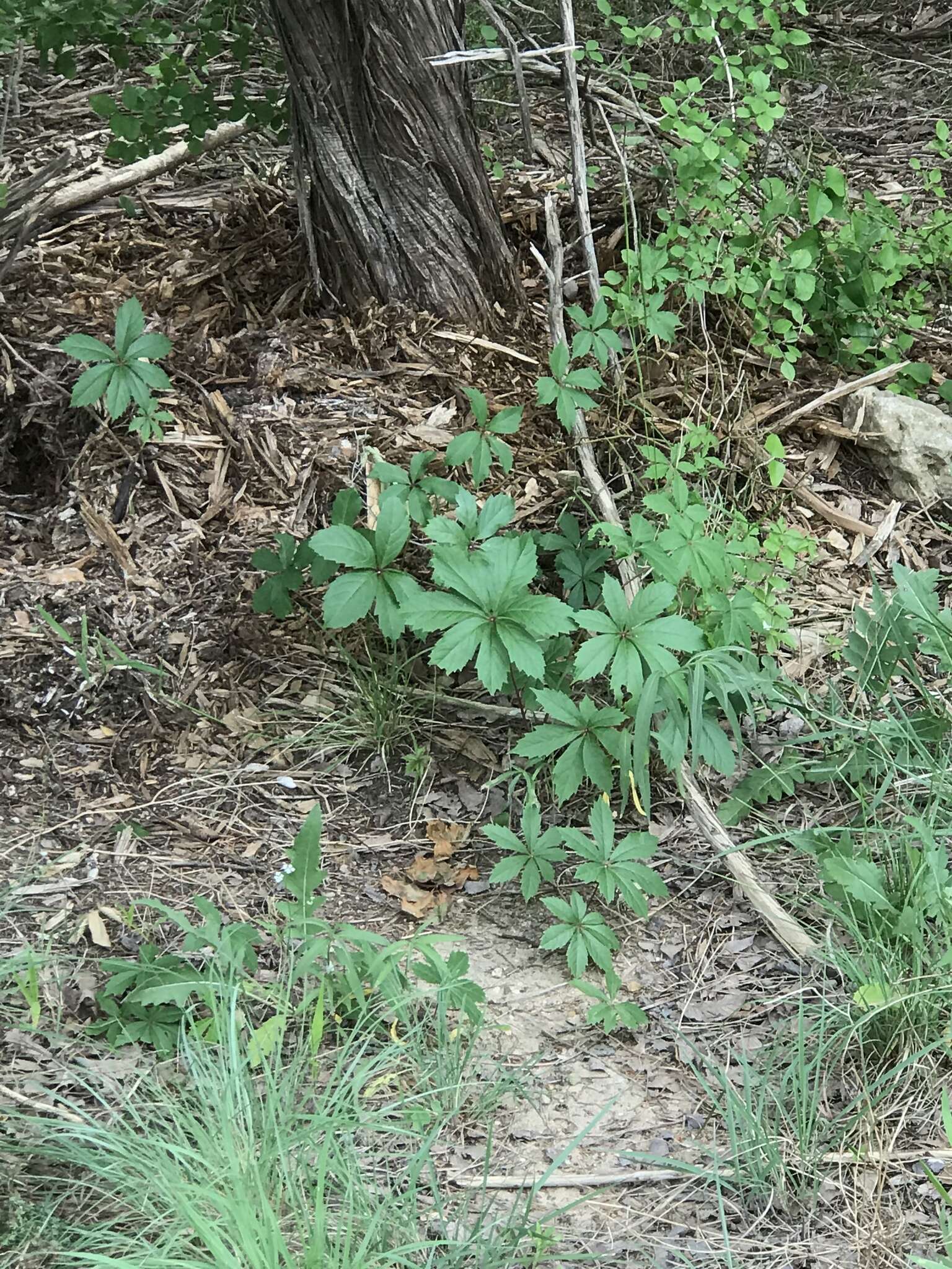 Image of sevenleaf creeper