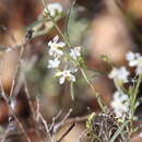 Image of Euploca tenuifolia (R. Br.) Diane & Hilger
