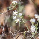 Imagem de Euploca tenuifolia (R. Br.) Diane & Hilger