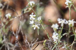 Imagem de Euploca tenuifolia (R. Br.) Diane & Hilger