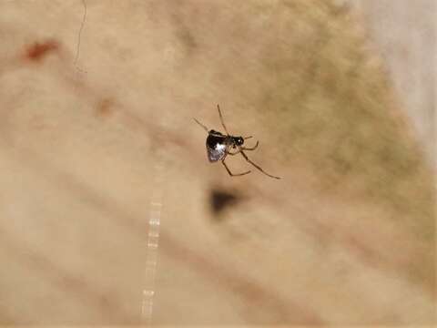 Image of Argyrodes antipodianus O. Pickard-Cambridge 1880