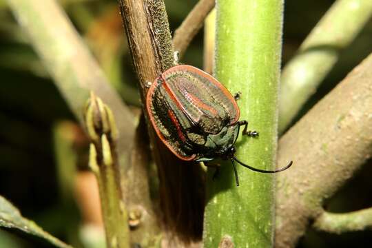 Imagem de Cyclosoma (Cyclosoma) palliata (Fabricius 1787)