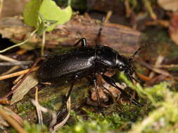 Image of Carabus (Morphocarabus) aeruginosus Fischer von Waldheim 1820