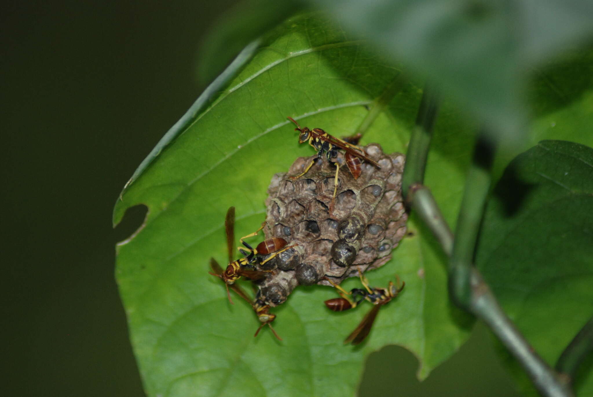 Слика од Mischocyttarus phthisicus (Fabricius 1793)