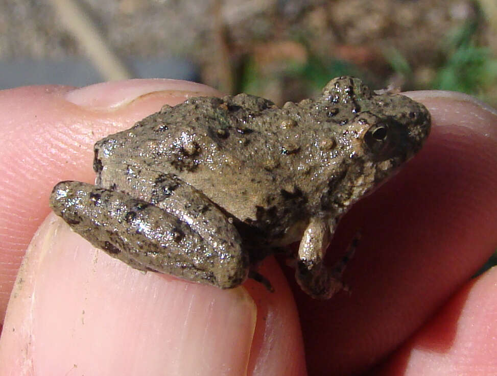 Image of slant-faced grasshopper