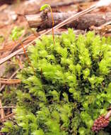 Image of toothed plagiomnium moss